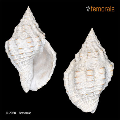 Gemophos maxwelli Olsson & Harbison, 1953†