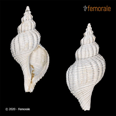 Terebraspira scalarina (Heilprin, 1887)†