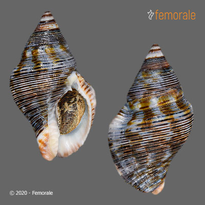 Gemophos viverratoides (d´Orbigny, 1840)
