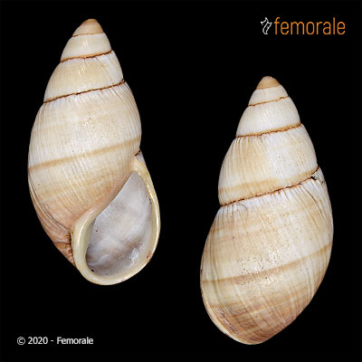 Scholvienia brephoides (d´Orbigny, 1835)