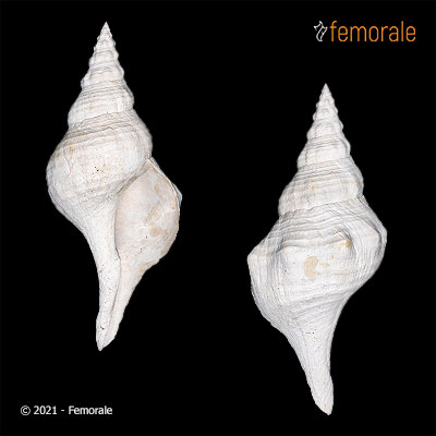 Triplofusus duplinensis (B.Smith, 1940)†