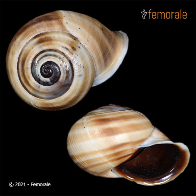 Pseudotrachia vittata (O. F. Müller, 1774)