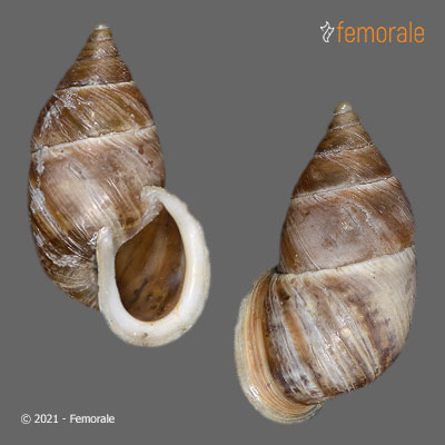 Pupinidius obrutschewi contractus (Möllendorff, 1901)