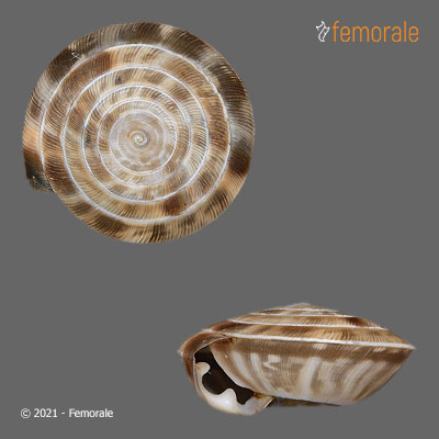 Laeocathaica odophora Möllendorff, 1899