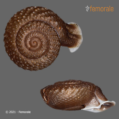 Moellendorffia spurca deflexa Möllendorff, 1901