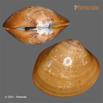 enlarge photo