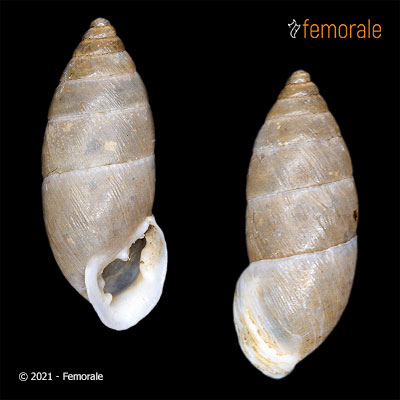 Chondrula quinquedentata (Rossmässler, 1837)