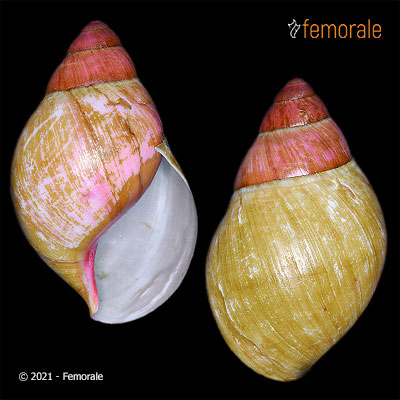 Femorale - Archachatina marginata grevillei (Pfeiffer, 1860)