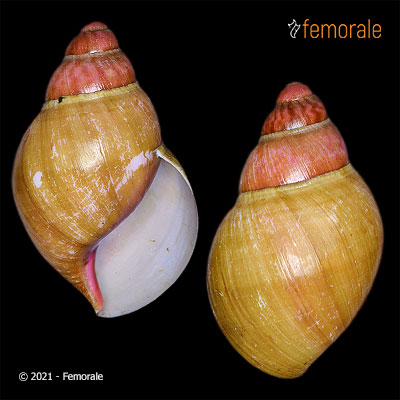 Femorale - Archachatina marginata grevillei (Pfeiffer, 1860)