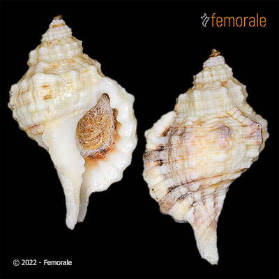 enlarge photo