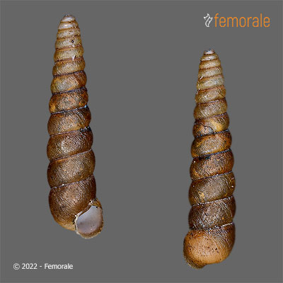 Pseudobuliminus piligerus (Möllendorff, 1899)