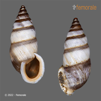 Petraeomastus xerampelinus laetus (Möllendorff, 1901)