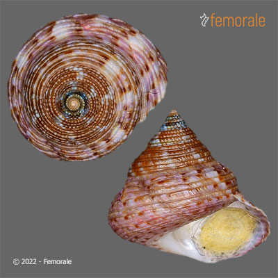 Calliostoma depictum Dall, 1927