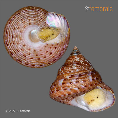 Calliostoma depictum Dall, 1927