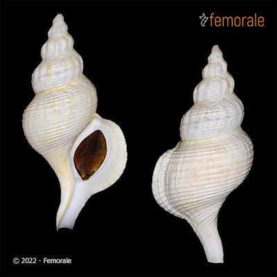 Austrofusus steinmanni (Möricke, 1896)