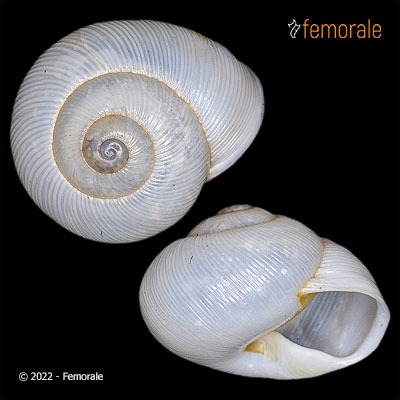 Zachrysia noscibilis (A. Férussac, 1832)