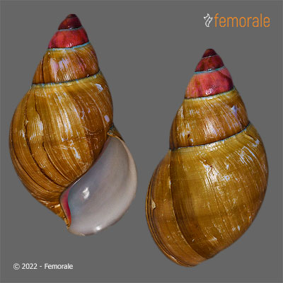 Femorale - Archachatina marginata grevillei (Pfeiffer, 1860)