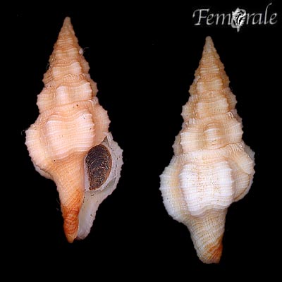 Polygona aff. angulata (Röding, 1798)