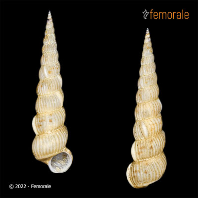 Gregorioiscala crosnieri E. F. García, 2004