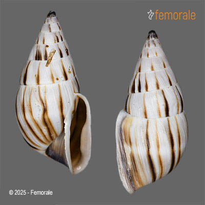 Anctus laminiferus pilsbryi Ford, 1891