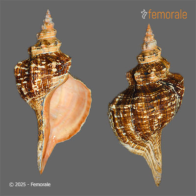 enlarge photo