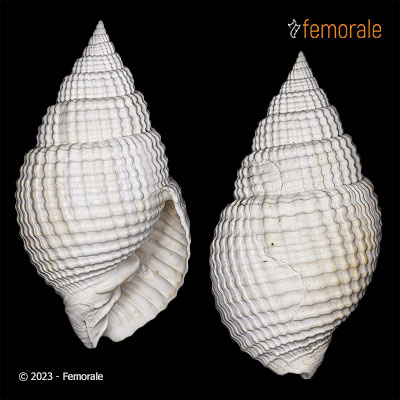 Cancellaria conradiana Dall, 1889†