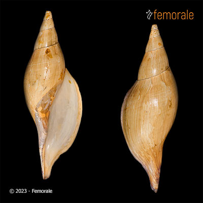 Scaphella macginnorum E. F. García & W. K. Emerson, 1987