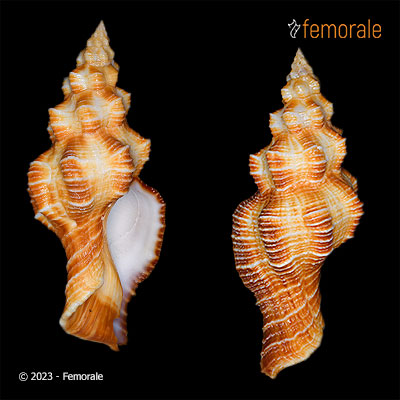 Hemipolygona aldeynzeri (E. F. García, 2001)