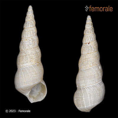 Acirsa eschrichti (Møller, 1842)