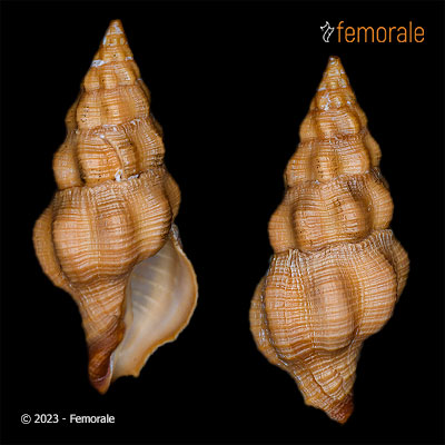 Polygona angulata (Röding, 1798)