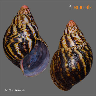 Femorale - Archachatina marginata egregia (Dautzenberg, 1921)