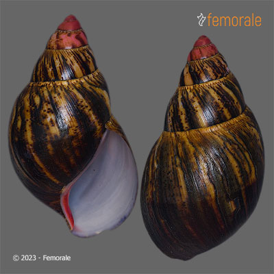 Femorale - Archachatina marginata egregia (Dautzenberg, 1921)