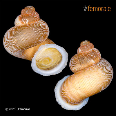 enlarge photo