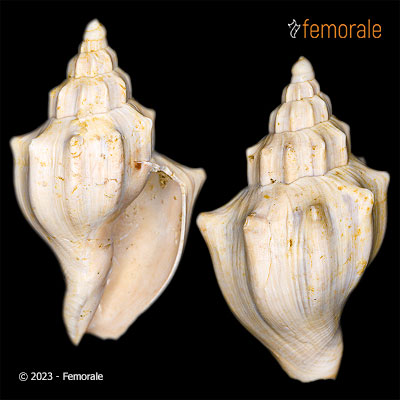 Volutilithes muricinus (Lamarck, 1803)†