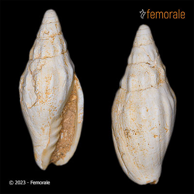 Notovoluta variculifera Darragh, 1989 †