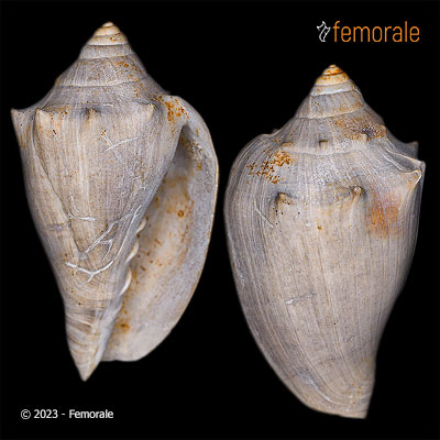 Nannamoria strophodon (McCoy, 1876) †