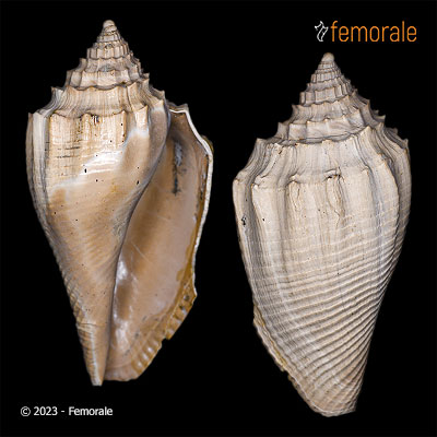 Athleta antiscalaris antiscalaris (McCoy, 1866) †