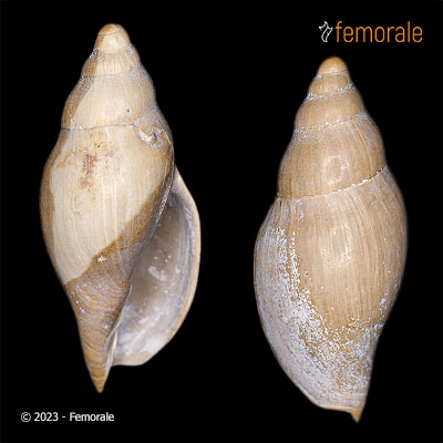 Notopeplum balcombensis Finlay,1930 †
