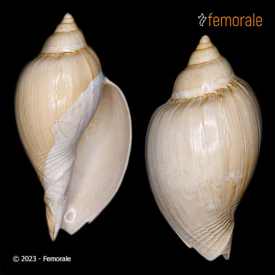 Cryotochorda stromboides (C.Herman, 1781) †