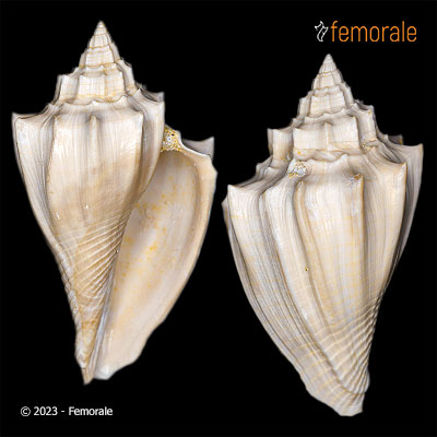 Athleta spinosus (Linnaeus,1758)†