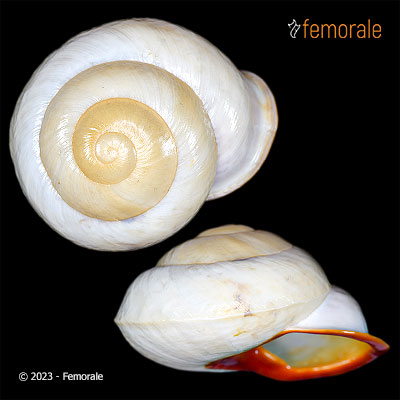 Anixa pyrostoma (Férussac, 1821)