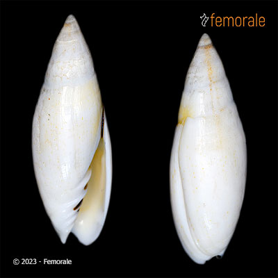 Scabricola newcombii irisae Le Béon, 2014