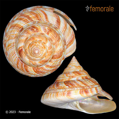 enlarge photo