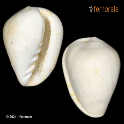 Prunum apicinum Menke, 1828†