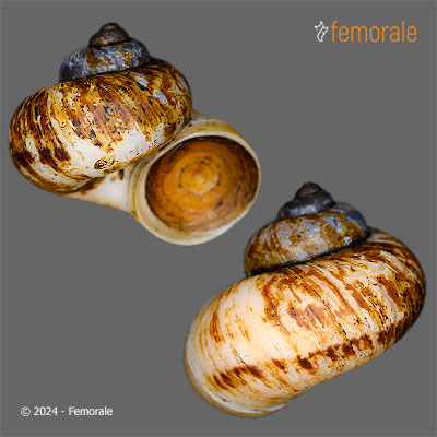 enlarge photo