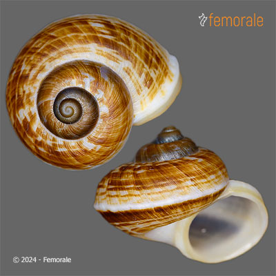 enlarge photo
