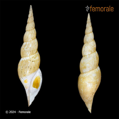 Calliotectum tibiaeforme busseltonensis Douté, 1995