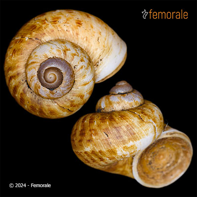 enlarge photo