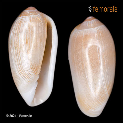 Volvarina subtriplicata (A. d´Orbigny, 1842)