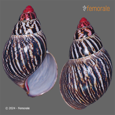 Femorale - Archachatina marginata (Swainson, 1821)